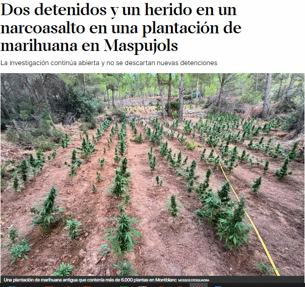 Dos detenidos y un herido en un narcoasalto en una plantación de marihuana en Maspujols